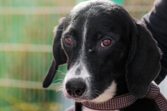 1545809_1726994090865680_5604458171651767377_n