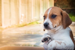 12523104_1714056455492777_2039931302295581831_n