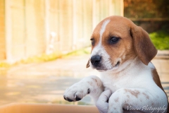 12565515_1714056452159444_6484425003744349254_n