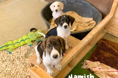 hamish_1