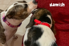 hamish_2