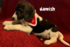 hamish_3