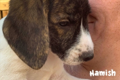 hamish_4