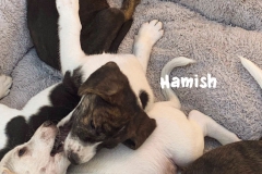 hamish_5
