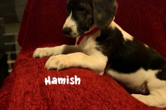 hamish_6