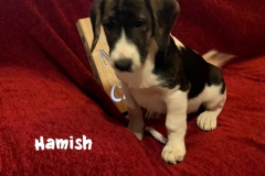 hamish_7
