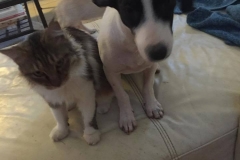 11049621_1687901501441606_7739848403525429204_n