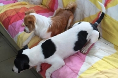 11049646_1687901758108247_4603271686047121774_n