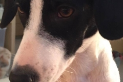 11138106_1687901468108276_3175470002201425398_n