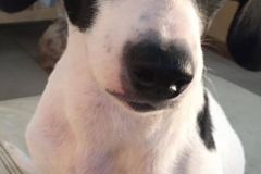 12049337_1687901461441610_1665339428557377319_n