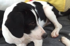 12075001_1687901541441602_8304777014754900287_n