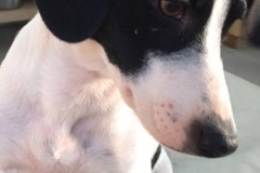 1509006_1687901494774940_3152610646114080953_n