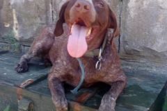 Henna_liegend_bearbeitet