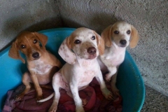 11215147_1688178894747200_8877625367360489842_n