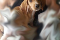 12122750_1688178864747203_1154113180408762157_n