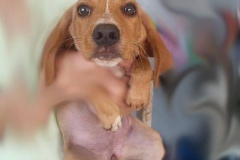 1514625_1688178858080537_1160857050514442581_n