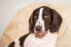 580343_1707717539460002_8666809687594646755_n