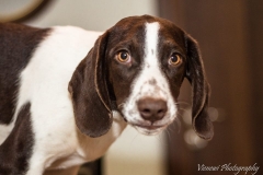 945484_1707717499460006_7822967651826379785_n