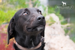 Indianna IMG_0569-960