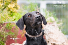 Indianna IMG_0573-960