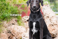 Indianna IMG_0589-960