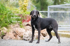 Indianna IMG_0634-960