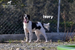 bild4