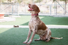 Jack IMG_0332--960