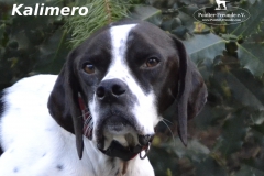 Kalimero3