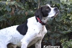 Kalimero4
