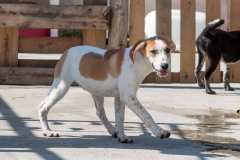 12596063_10201409068464800_1263392421_n