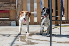 12767542_10201409068584803_1246811165_n