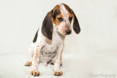 12509220_1710583375840085_1133415186459196379_n