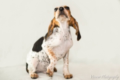 12540701_1710583352506754_4456486446825280382_n