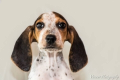 1441243_1710583159173440_1136196966289365379_n