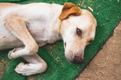 12087325_1682338321997924_8732796509201392717_o