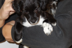 lilly-2