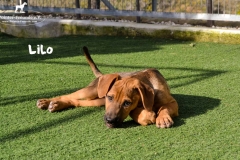 lilo_1
