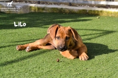 lilo_3