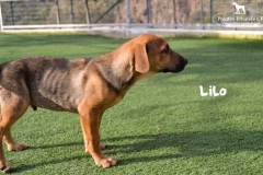lilo_5