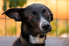 12801147_1728440224054400_3714542745992705155_n