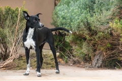 12802937_1728440300721059_1282844805525082395_n