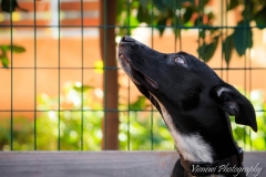 12804838_1728440290721060_7498965091317808962_n