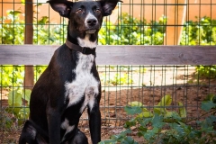 12805891_1728440207387735_5424963437844080910_n