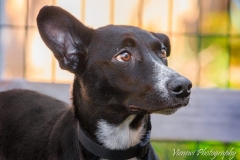 943960_1728440220721067_4145383352246904295_n