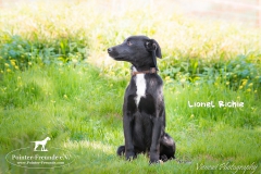 Lionel Richie IMG_3022-960