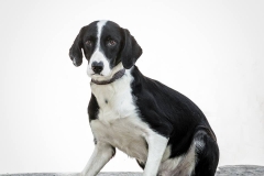 1476460_1727251667506589_7793242633807271452_n