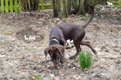 lou_1