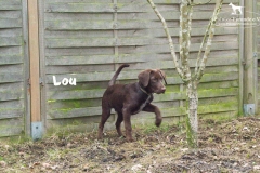 lou_2