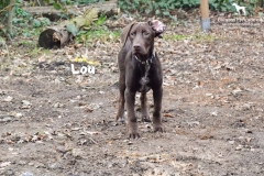 lou_3